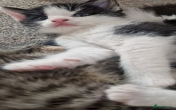 Mixed Breed cats for sale: Gorgeous 🥰 Main Coon cross kittens 🐾 - Image 6