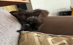 Mixed Breed cats for sale: Short hair and long hair kittens  - Image 8