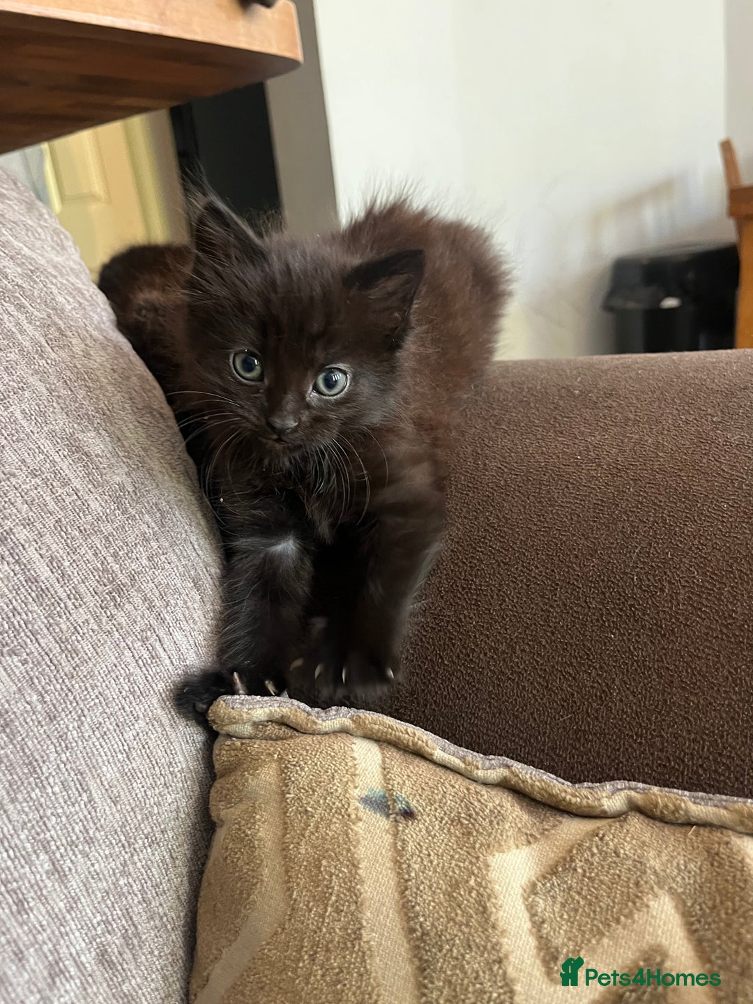 Mixed Breed cats for sale: Short hair and long hair kittens  - Image 8