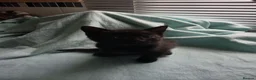 Mixed Breed cats for sale: Male kittens  - Advert 3