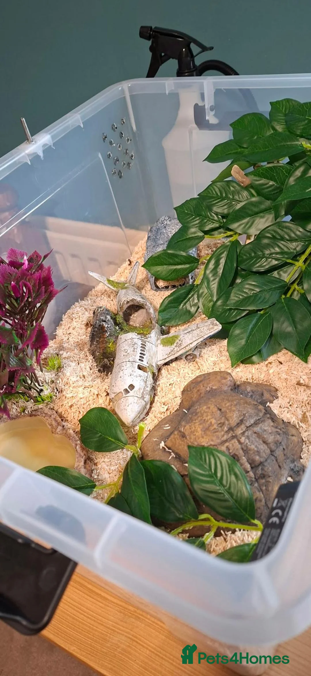 Corn Snake reptiles for sale: Baby Anery Cornsnake + Full setup - Advert 2