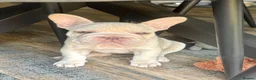 French Bulldog dogs for sale: She was my keeper. STUNNING French Bulldog Girl - Advert 7