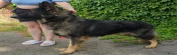 German Shepherd dogs for stud: Health tested Stunning kc reg sable stud  in Bedford - Advert 2