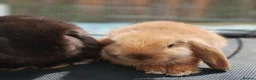 Mini Lop rabbits for sale: Pure mini lop Bunny ready from 12/06 - Advert 11