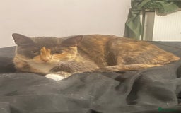 Domestic Shorthair cats for sale: Kittens for Sale  - Image 8