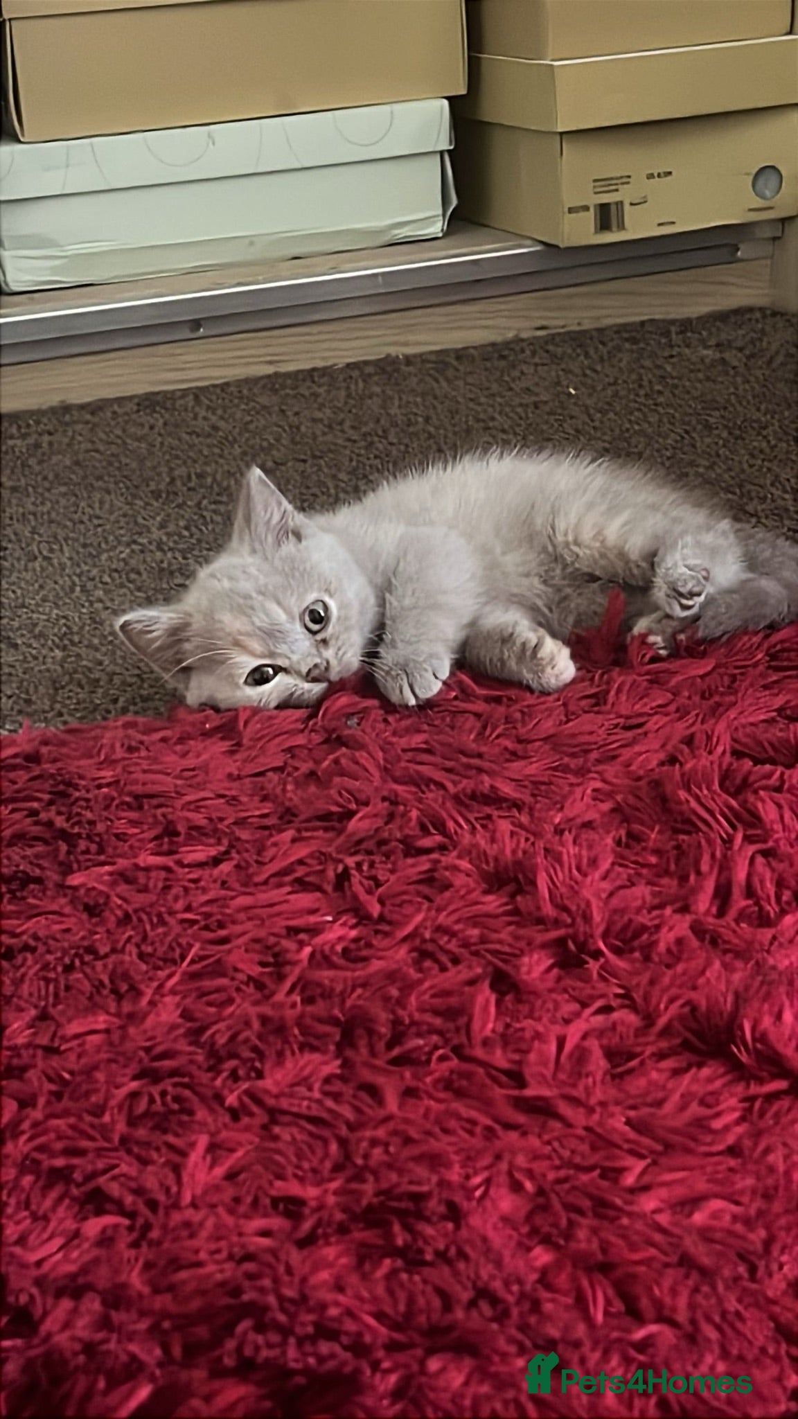 British Shorthair cats Female british lilac shorthair kitten - Advert 5