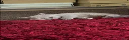 British Shorthair cats for sale: Female british lilac shorthair kitten - Advert 1