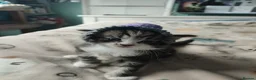 Mixed Breed cats for sale: 3 gorgeous kittens looking for forever home - Advert 11