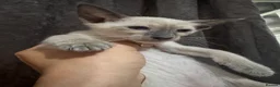 Siamese cats for sale: 6 stunning Siamese kittens available  - Advert 26