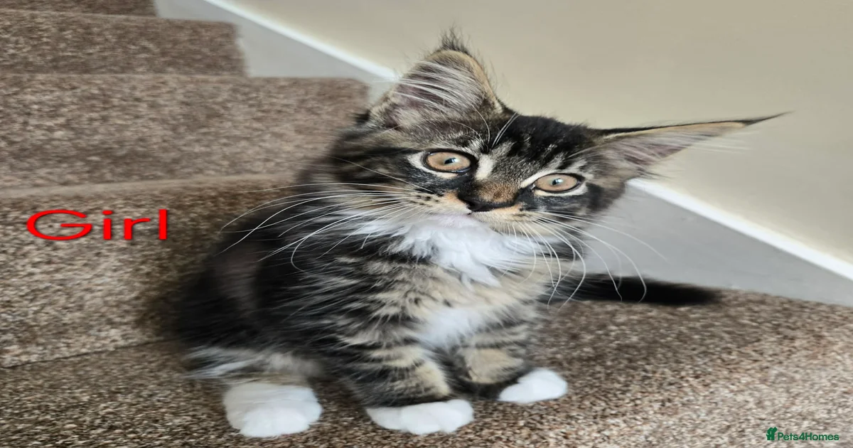 Maine Coon Kittens for sale | Pets4Homes