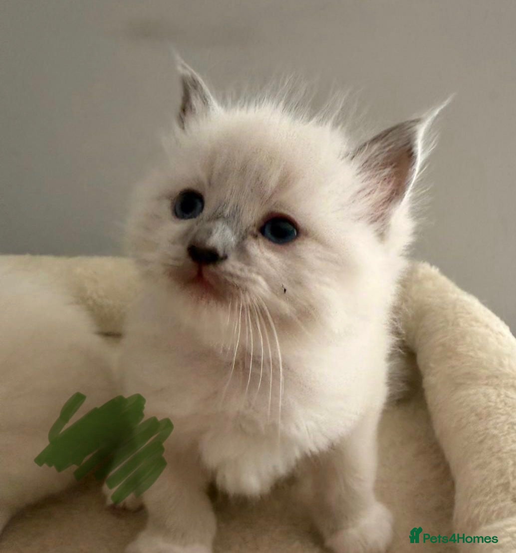 Ragdoll cats GCCF Registered Ragdoll Kittens - Advert 2
