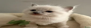 Ragdoll 3
