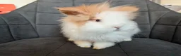 Lionhead rabbits for sale: Beautiful Double-maned Lionhead Rabbits for Sale - Advert 5