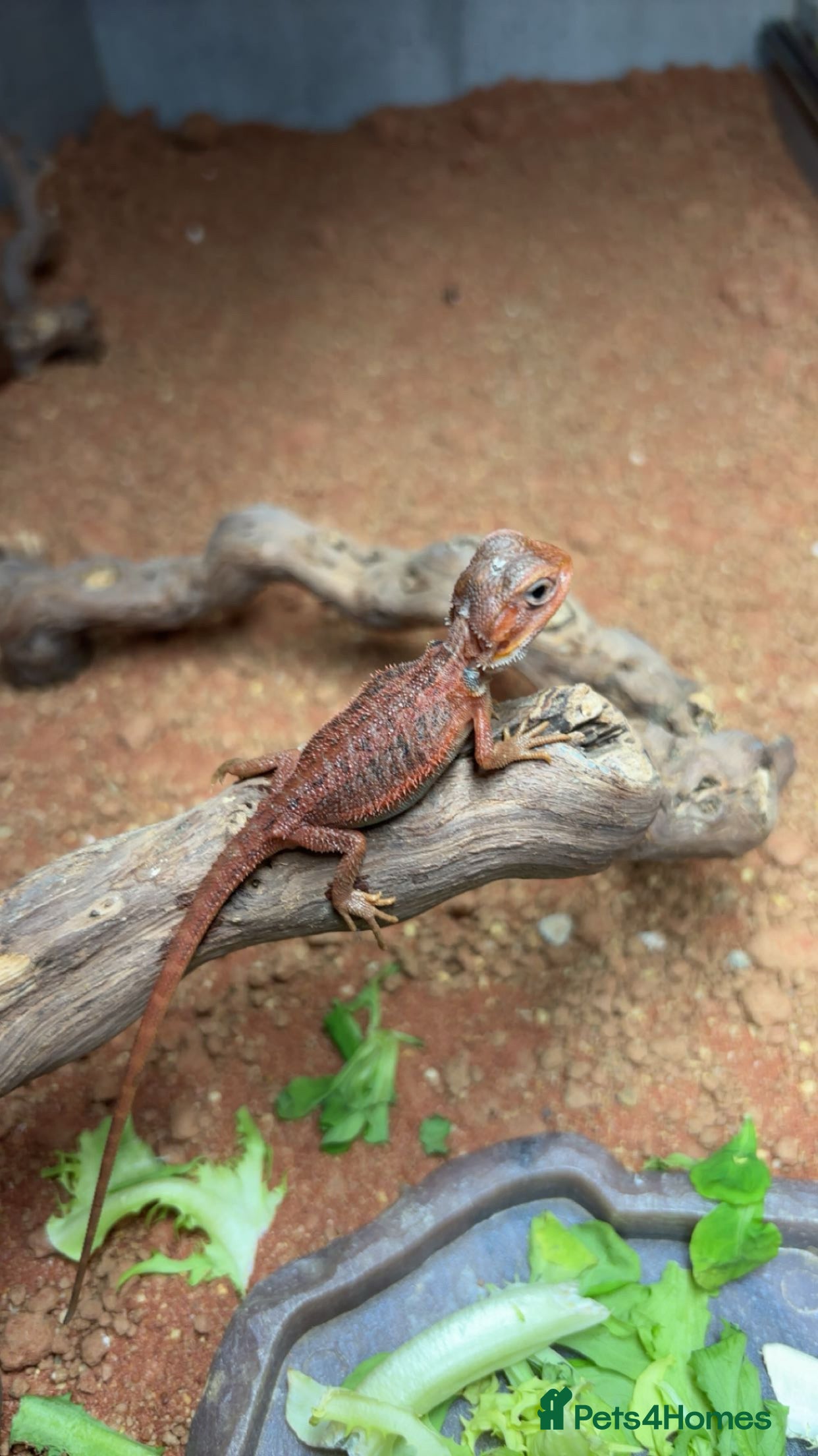 Bearded Dragon reptiles Red monster bearded dragon  - Advert 1