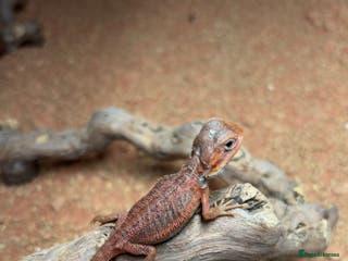 Bearded Dragon reptiles Red monster bearded dragon - Advert 1