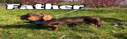 Miniature Dachshund dogs for sale: Beautiful Miniature Dachshund Puppies  - Advert 2