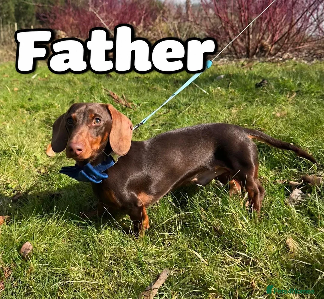 Miniature Dachshund dogs for sale: Beautiful Miniature Dachshund Puppies  - Advert 2