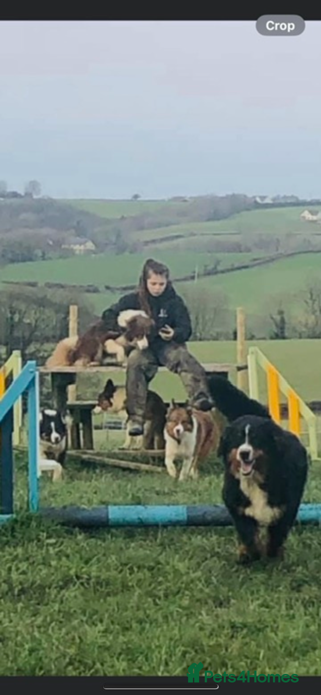 Bernese Mountain Dog dogs for sale: Beutiful girls and boys available  - Image 9