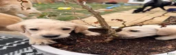 Goldador dogs for sale: Golden Retriever X KC Labrador Retriever - Advert 14