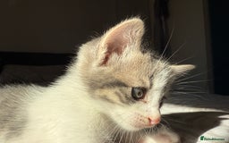 Mixed Breed cats for sale: 3 beautiful kittens available - Image 16