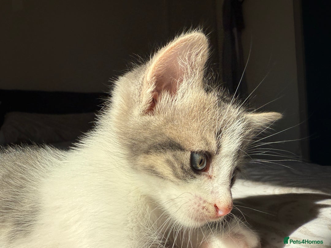Mixed Breed cats for sale: 3 beautiful kittens available - Image 16