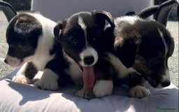 Welsh Corgi Cardigan dogs for sale: 🌟Beautiful Cardigan Corgi tri colour pups🌟 - Image 2