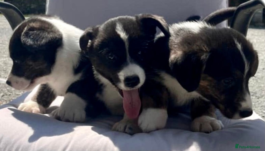 Welsh Corgi Cardigan dogs for sale: 🌟Beautiful Cardigan Corgi tri colour pups🌟 - Image 2