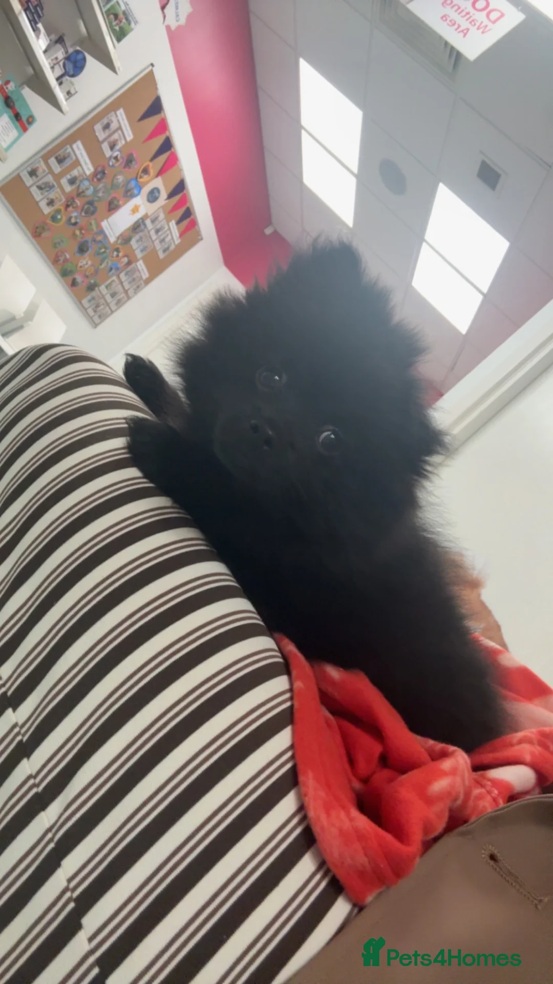 Pomeranian dogs for sale: Pomeranian  in North Shields - Advert 4