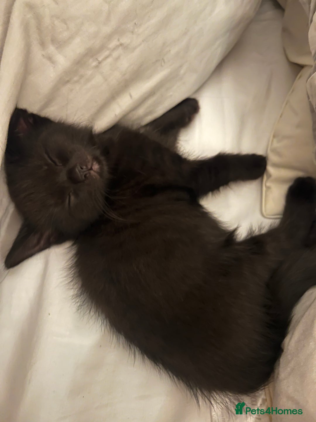 British Shorthair cats for sale: British shorthair beautiful kittens  - Image 10