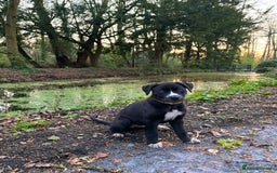 Mixed Breed dogs for sale: Bruno needs a new home!  - Image 12