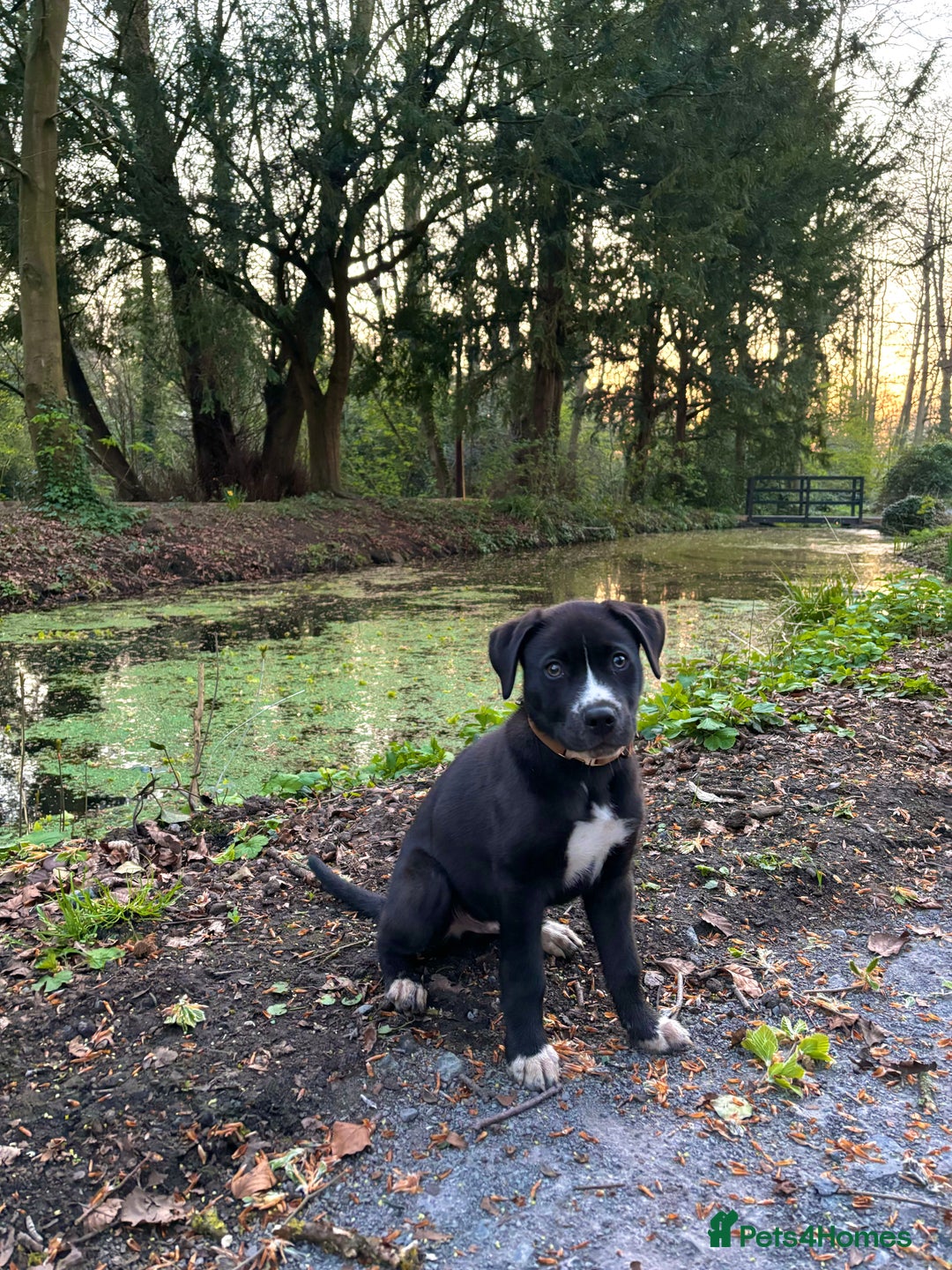 Mixed Breed dogs for sale: Bruno needs a new home!  - Image 12