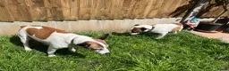 Jack Russell dogs for sale: Jack Russell Terrier 4 pedigree puppies in Newcastle upon Tyne - Advert 15