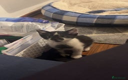 Mixed Breed cats for sale: Gorgeous 8 week old male kitten - Image 5