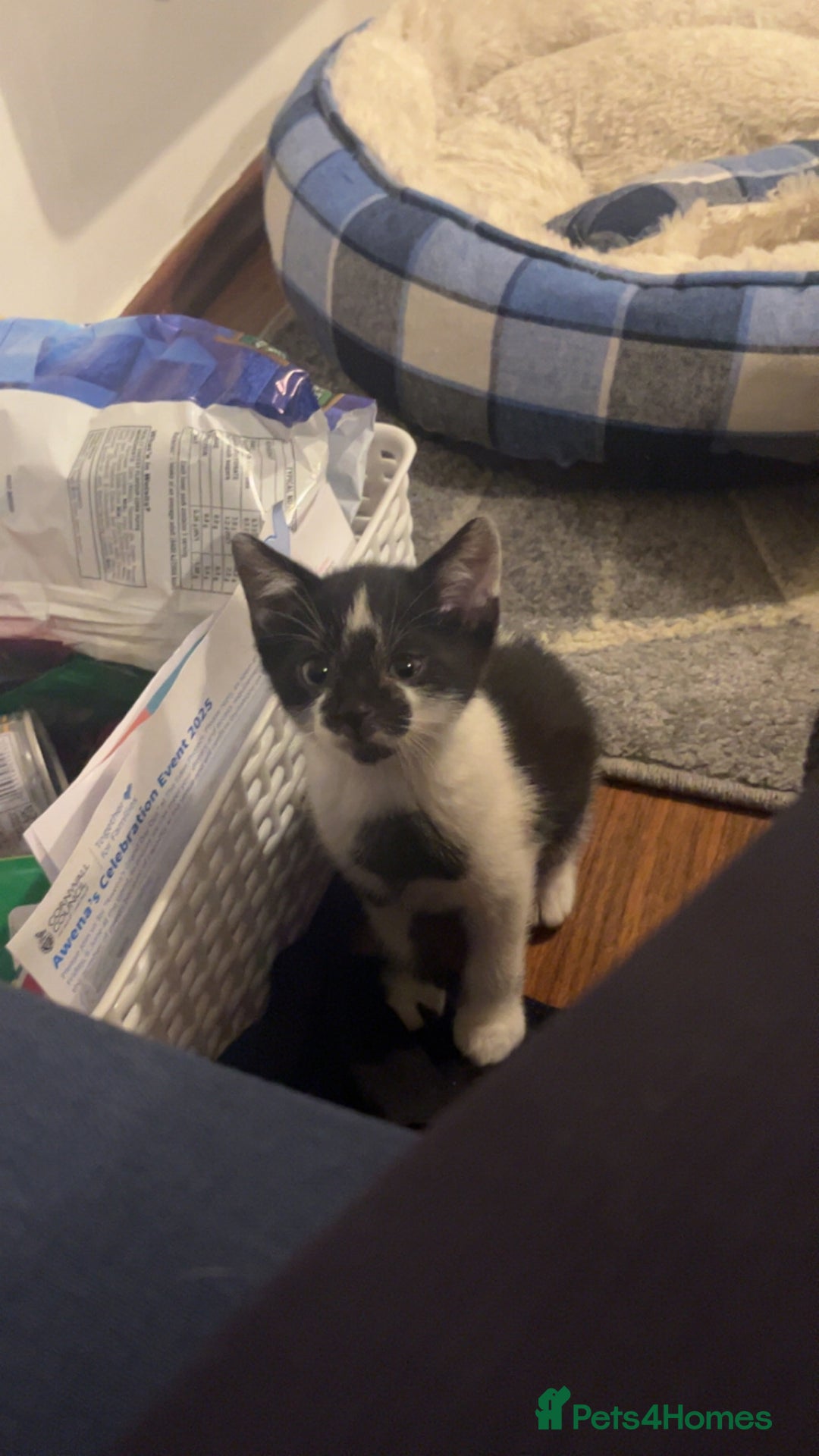 Mixed Breed cats for sale: Gorgeous 8 week old male kitten - Image 5