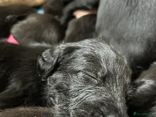 Mixed Breed dogs First cross bedlington whippet pups available in Ibstock - Advert 2