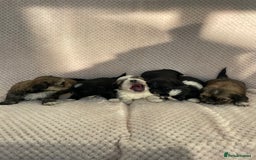 Mixed Breed dogs for sale: Lhasa apso cross shihtzu puppies. - Advert 22