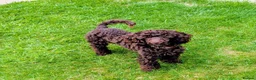 Toy Poodle dogs for sale: Toy poodle boy  - Advert 4