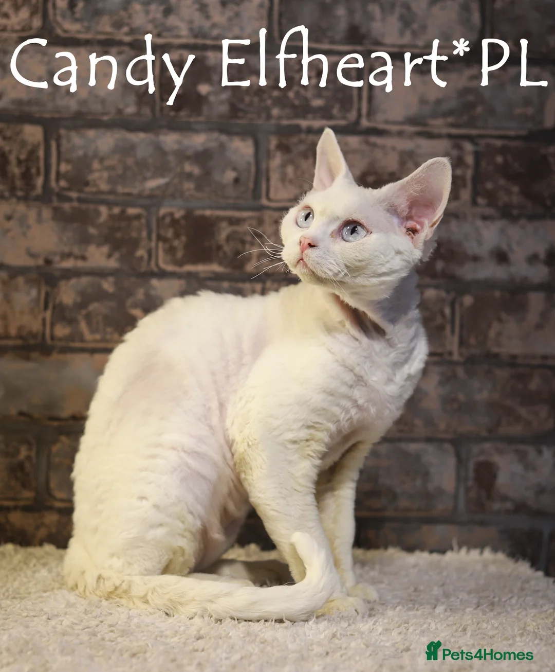 Devon Rex cats for stud: Stunning white boy with blue eyes for stud in Whitchurch - Advert 12