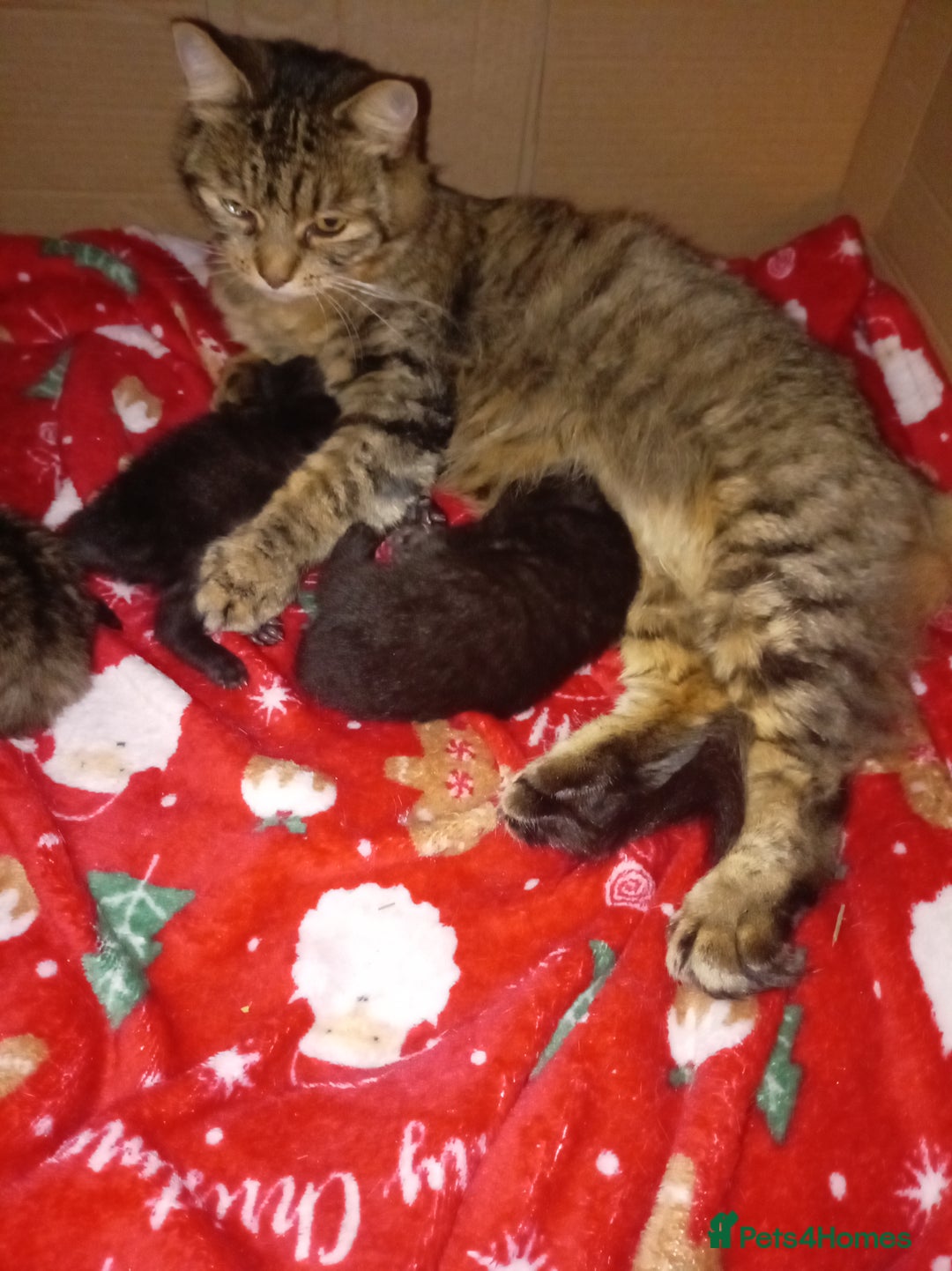 Ragdoll cats for sale: ragamuffin  - Advert 1