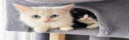 Mixed Breed cats for sale: 🐾Adorable Female Kitten Looking 4Her Forever Home in Luton - Advert 5