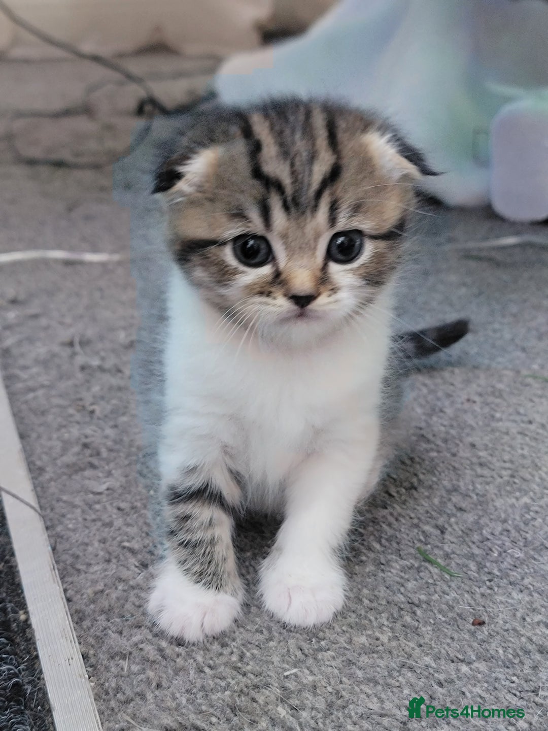 Scottish Fold cats for sale: Scottish fold - Advert 31