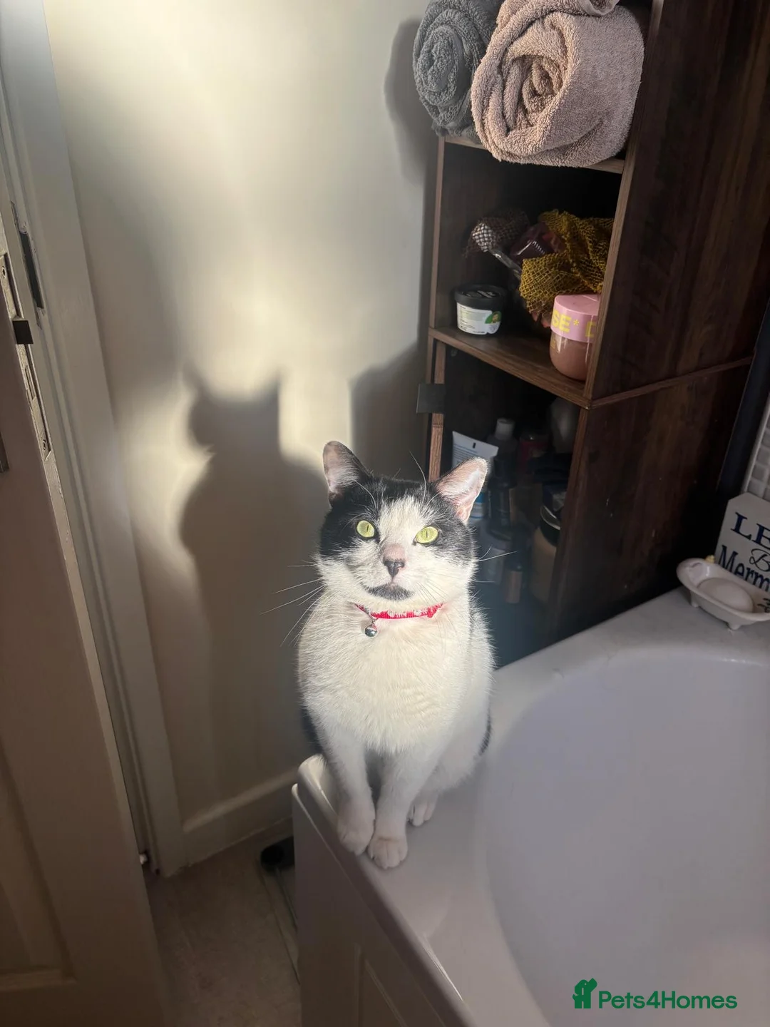 Mixed Breed cats for sale: Goose 🪿 - Advert 2