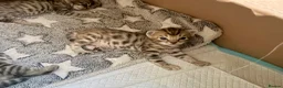Bengal cats for sale:     Stunning Bengal Cross Kittens  - Advert 18