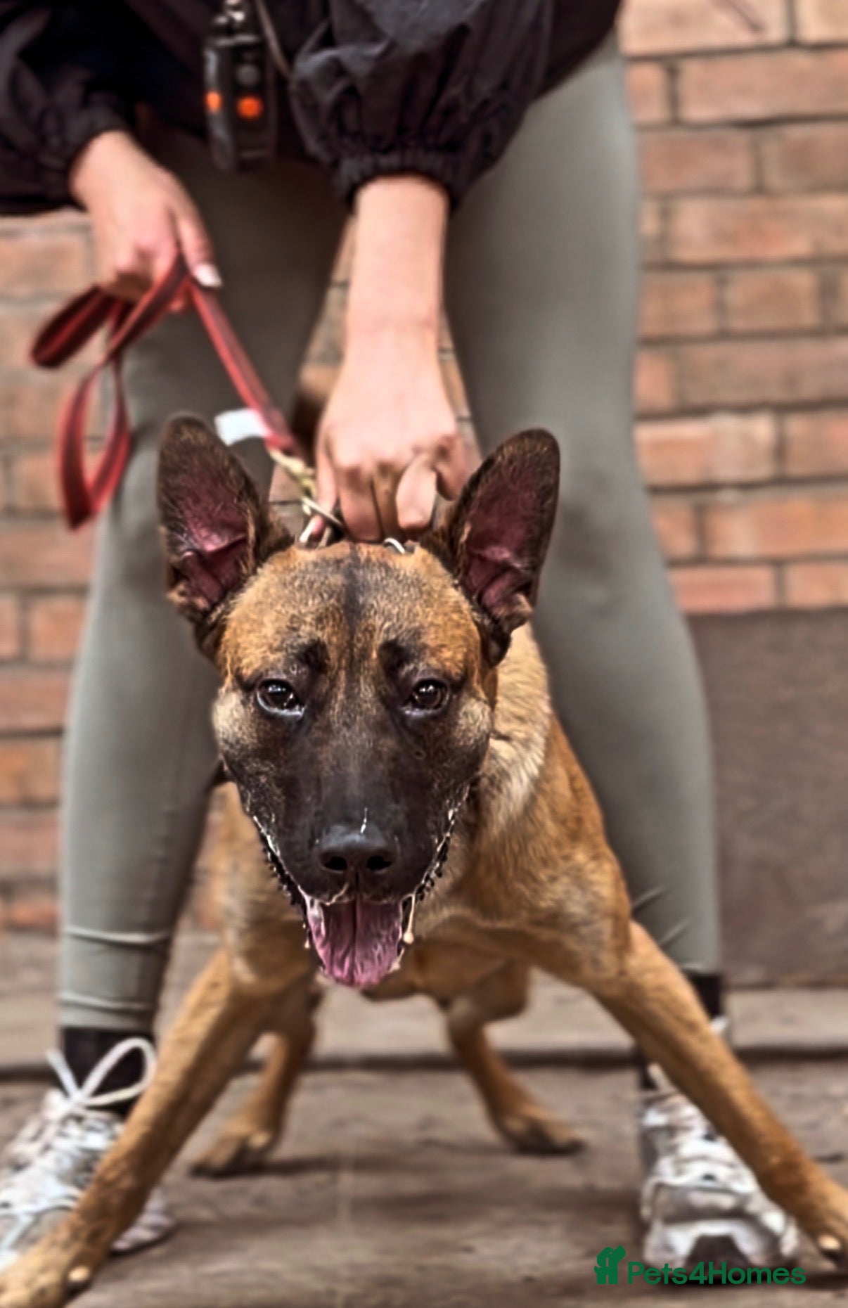 Belgian Shepherd Dog dogs Exceptional Male Herder  - Advert 1