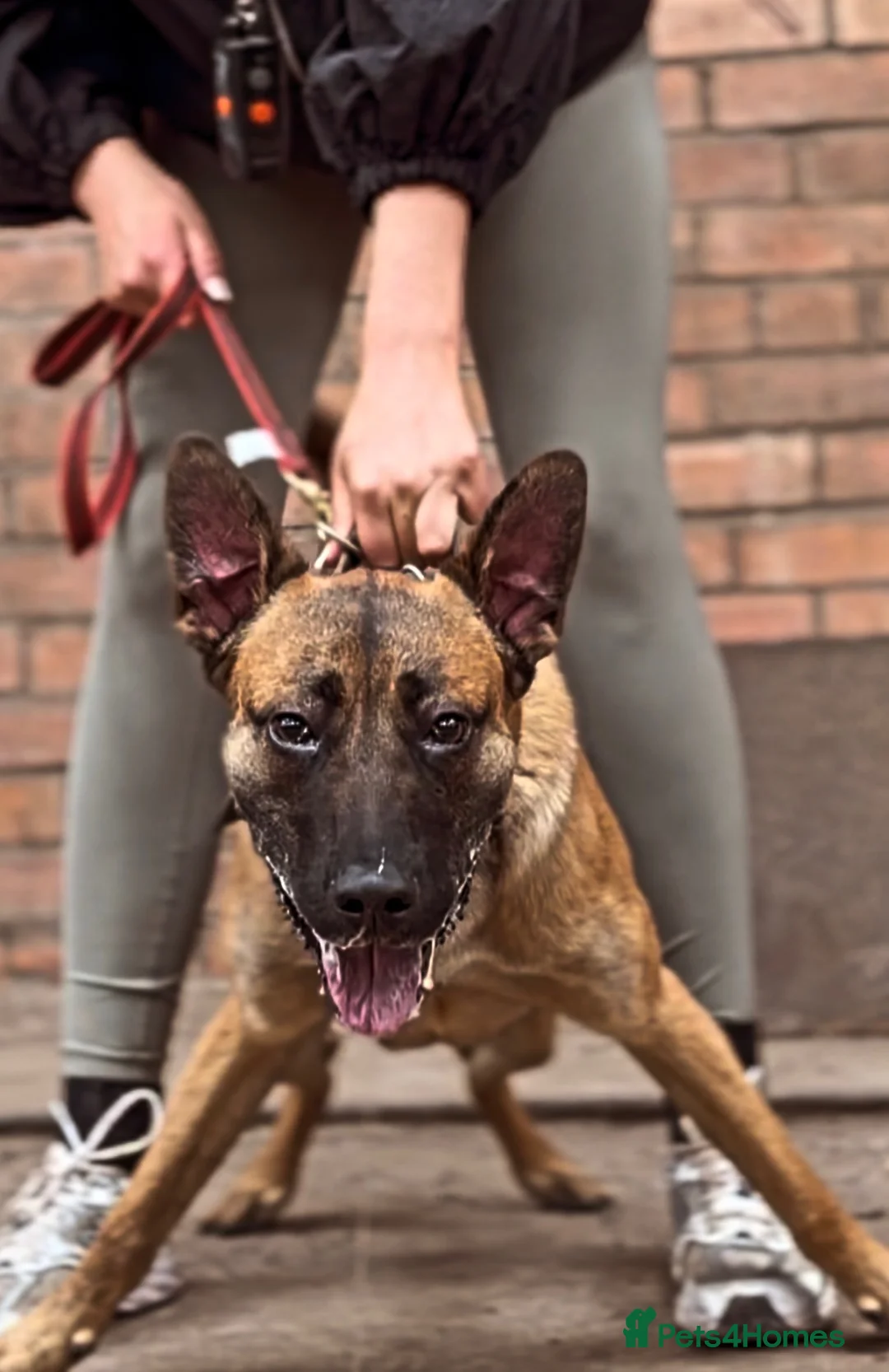 Belgian Shepherd Dog dogs for sale: Exceptional Male Herder  - Advert 1