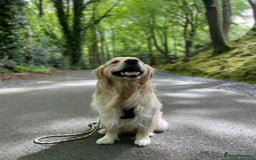 Golden Retriever dogs for stud: 5th Generation KC Registered TOO GOOD TO MISS STUD - Image 7