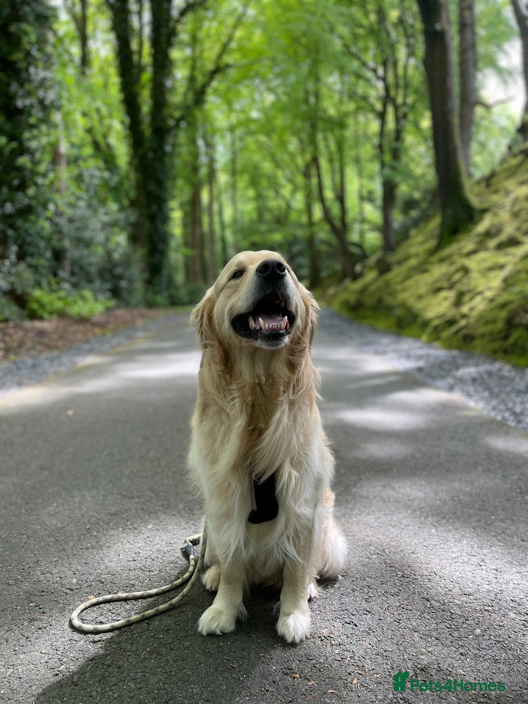 Golden Retriever dogs for stud: 5th Generation KC Registered TOO GOOD TO MISS STUD - Image 7