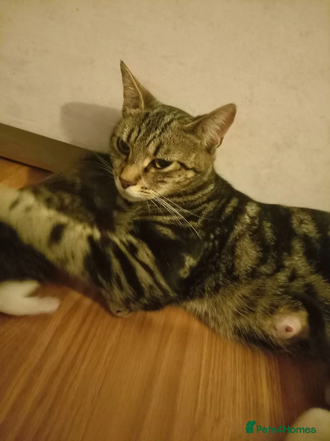 Mixed Breed cats for sale: Beautiful kittens looking for loving homes  - Advert 2