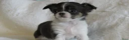 Chihuahua dogs for sale: Beautiful RKC Registered Puppies GIRLS - Advert 2