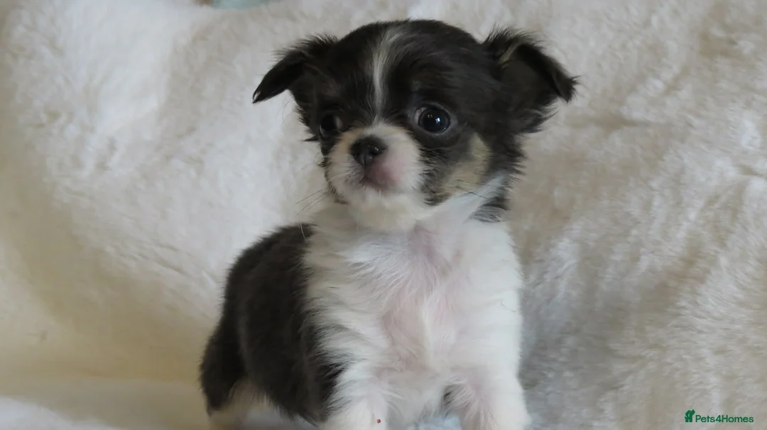 Chihuahua dogs for sale: Beautiful RKC Registered Puppies GIRLS - Advert 2